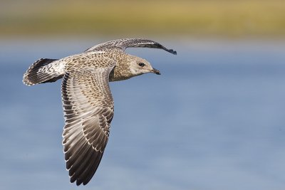 ring-billed gull 072212_MG_7302 
