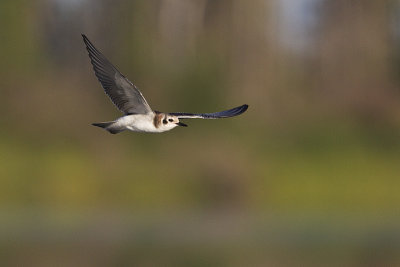 black tern 072812_MG_8586 