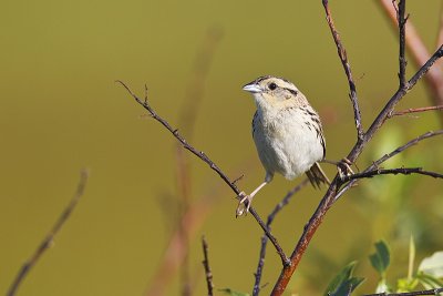 leconte's sparrow 072912_MG_9641 