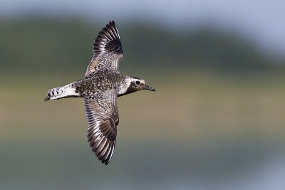 black-bellied plover 080512_MG_1586