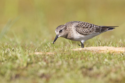 baird's sandpiper 080612_MG_2496 