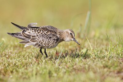 baird's sandpiper 080612_MG_2590 