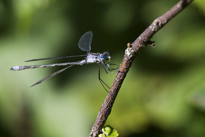 damselfly 081212_MG_4722 