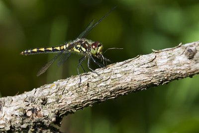 black meadowhawk 081212_MG_4851 