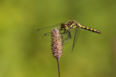 black meadowhawk 081212_MG_3007