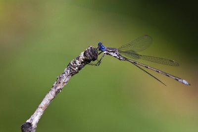 spotted spreadwing? 081912_MG_6179 