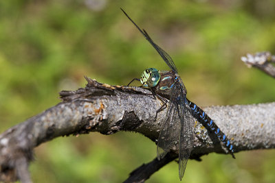 lake darner? 081912_MG_6261 