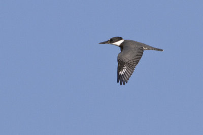 belted kingfisher 081912_MG_5886 