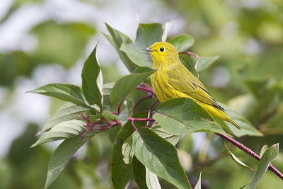 yellow warbler 082212A16T6331