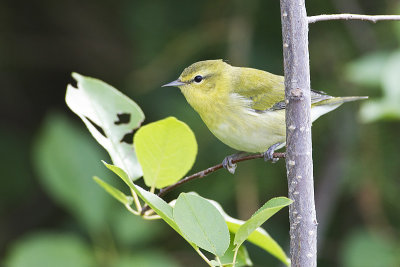 tennessee warbler 082212A16T6312 