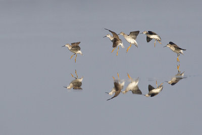 wilson's phalarope 082612A16T7276