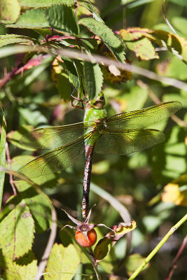 common green darner 090312_MG_7778 