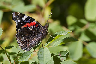 red admiral 090312_MG_7557