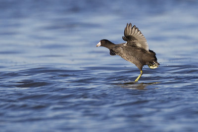 american coot 090312_MG_1710