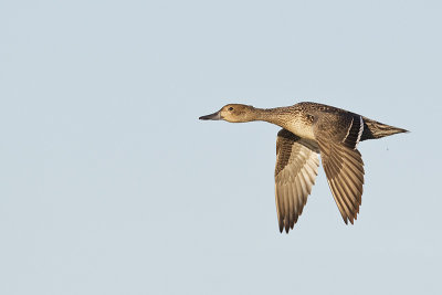 northern pintail 090312_MG_1925