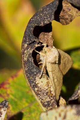 moth 090312_MG_7627 