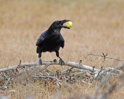 common raven 4542