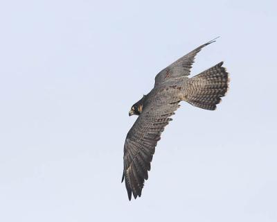 peregrine falcon (captive) 3843