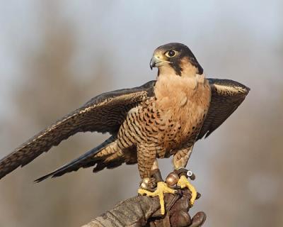 peregrine falcon (captive) 3982