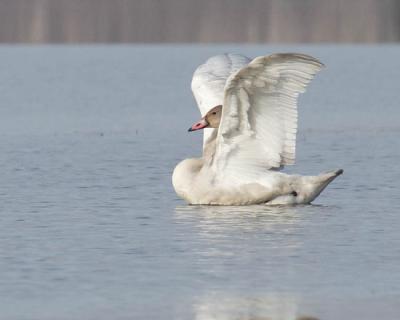 tundra swan 4031