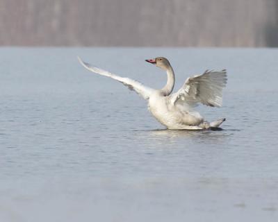 tundra swan 4033