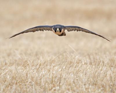 peregrine falcon (captive) 4722