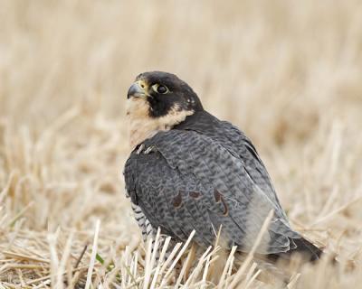 peregrine falcon (captive) 4743