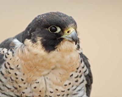 peregrine falcon (captive) 4751
