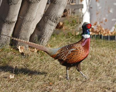 ring-necked pheasant 4865