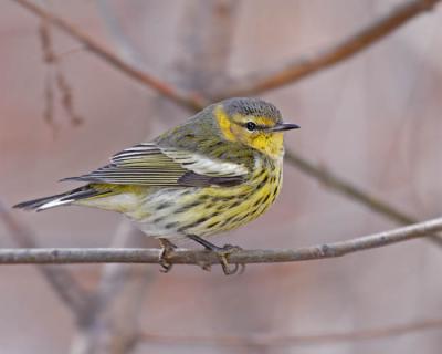 cape may warbler 4942