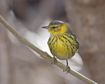 cape may warbler 4956