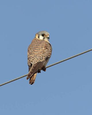 american kestrel 0717