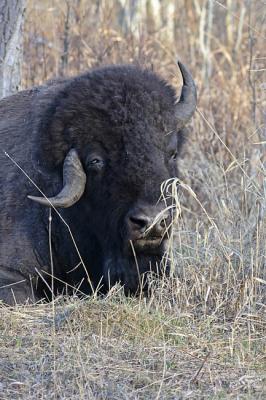bison 0838