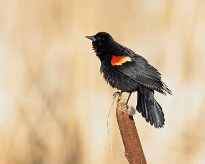 red-winged blackbird 0381