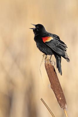 red-winged blackbird 0391