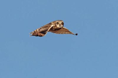 short-eared owl 0795