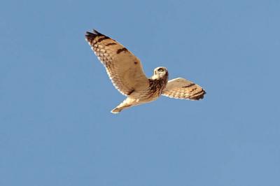 short-eared owl 0826