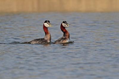 red-necked grebes 1048