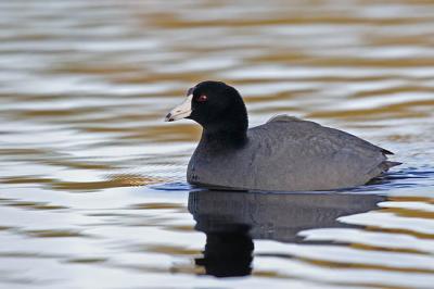 american coot 1558