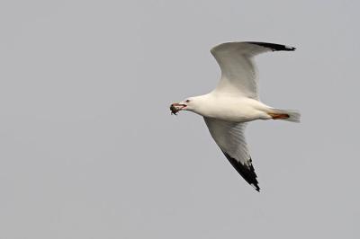 ring-billed gull 0322