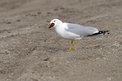 ring-billed gull 0332