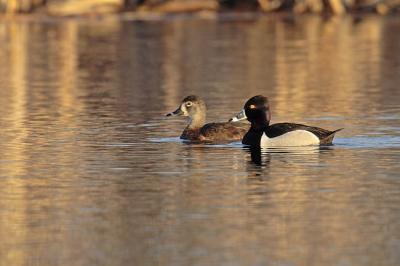 ring-necked ducks 1505
