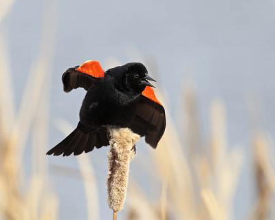red-winged blackbird 0393