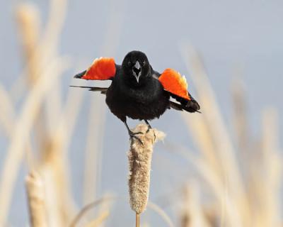 red-winged blackbird 0396