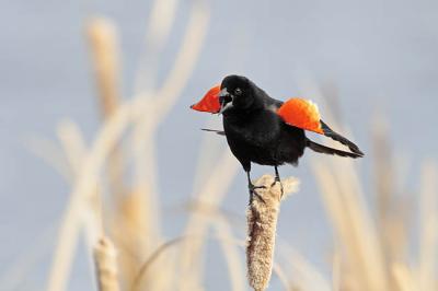 red-winged blackbird 0398