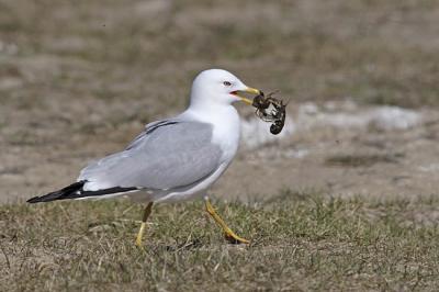 ring-billed gull 0708