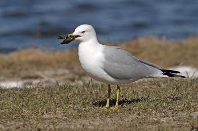 ring-billed gull 0714