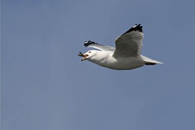 ring-billed gull 0823