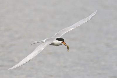 forster's tern 051006_MG_0651
