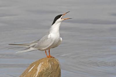 forster's tern 051006_MG_0732